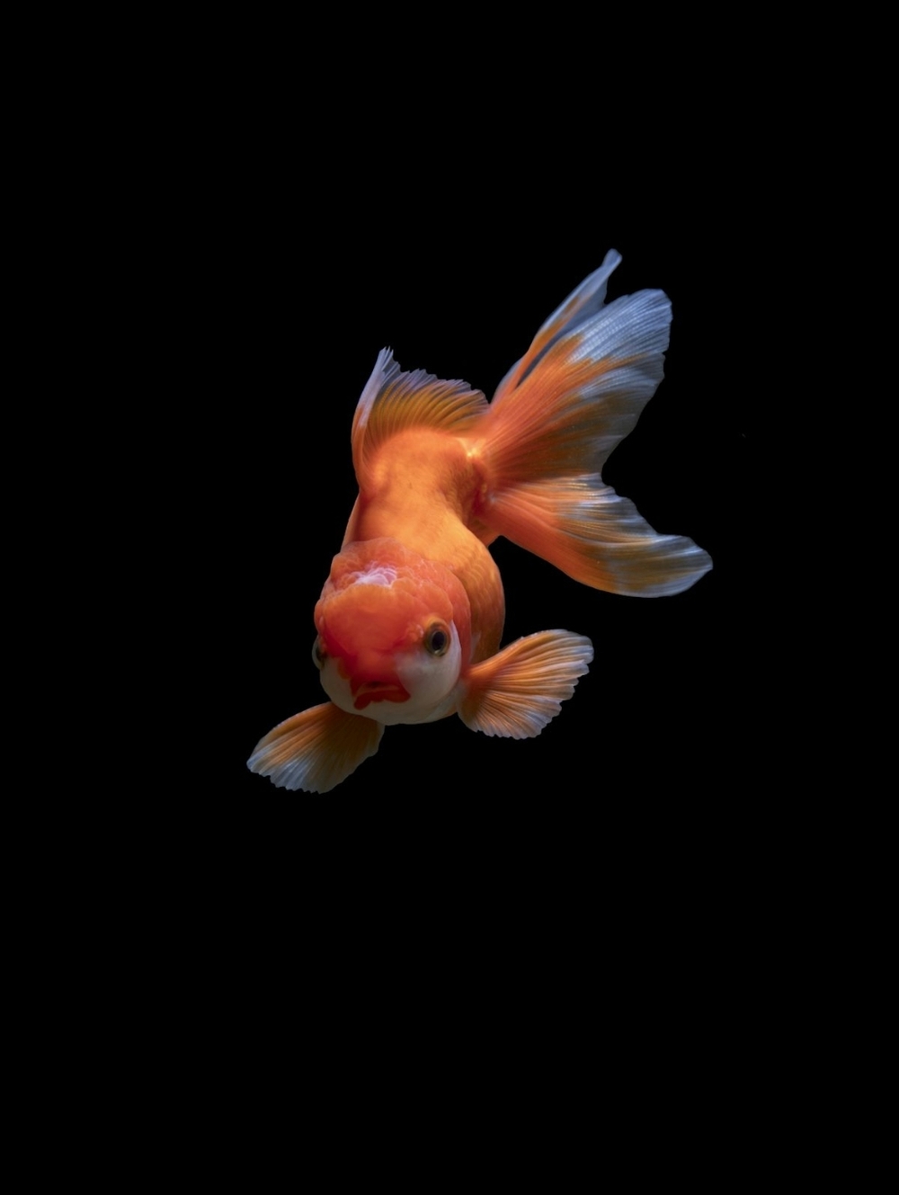 Hello!